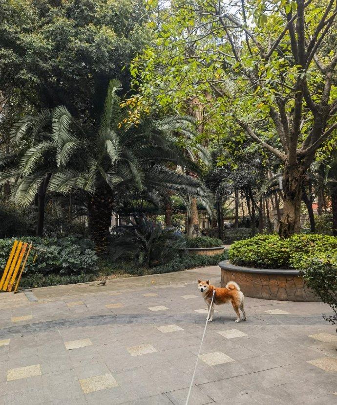 坏消息：今天周一好消息：主人今天调休好消息：今天出太阳了坏消息：下午要去洗白白。