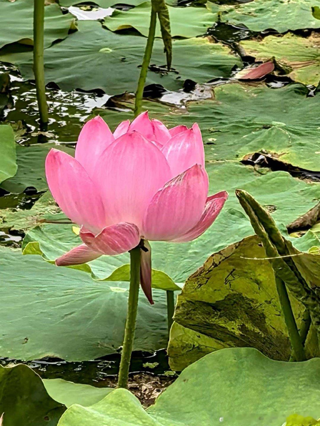 【今日  夏至】时已夏至，万物芳华，美好如夏日繁盛。愿岁月如故，荷花生香，与热爱