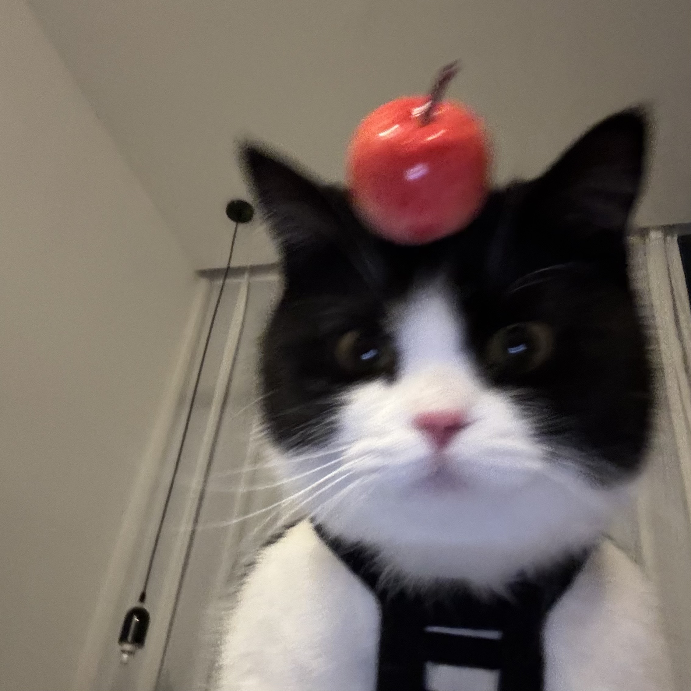 🐱🍎 