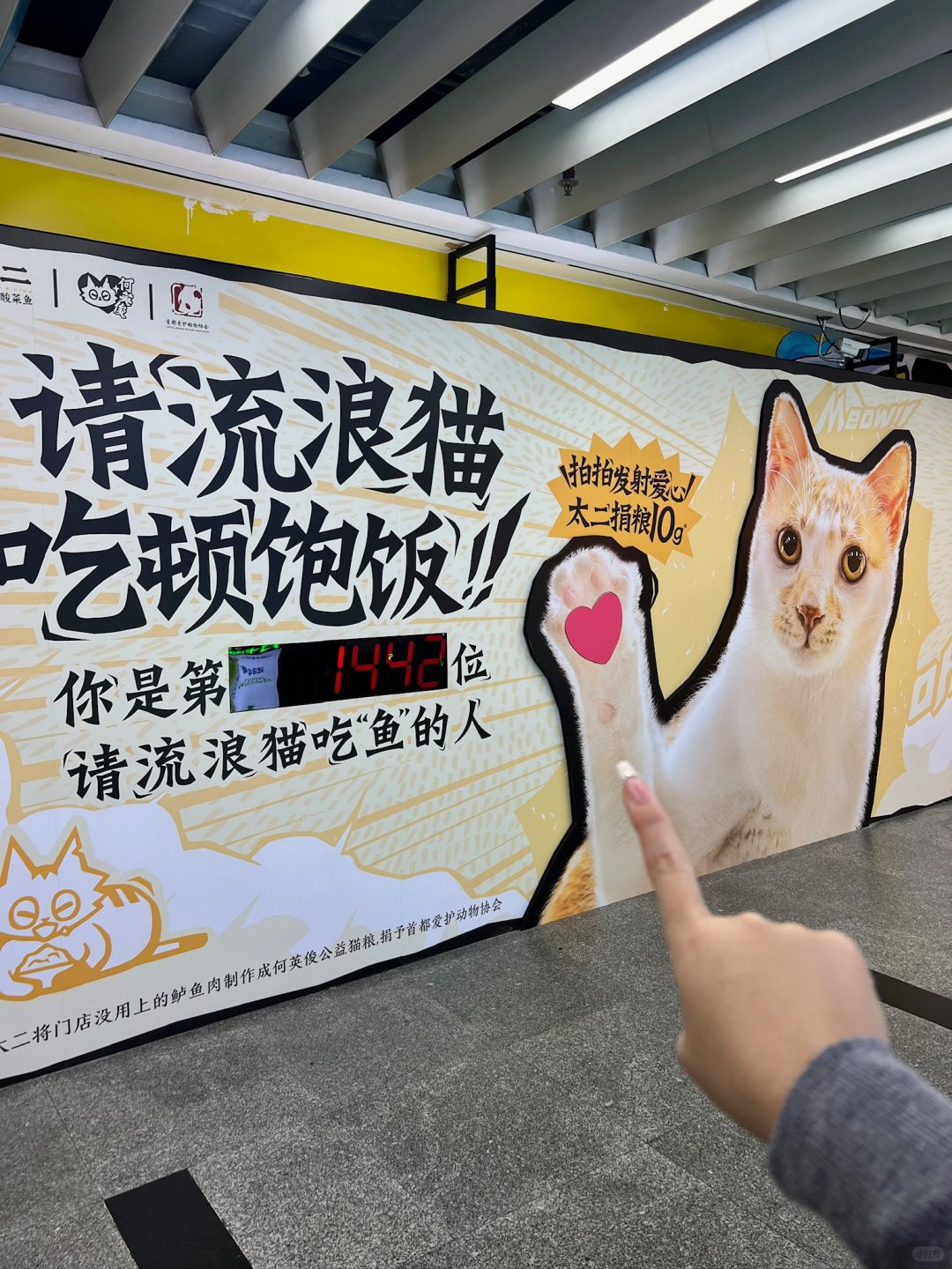 传下去！！！一起救助流浪小猫咪🐈