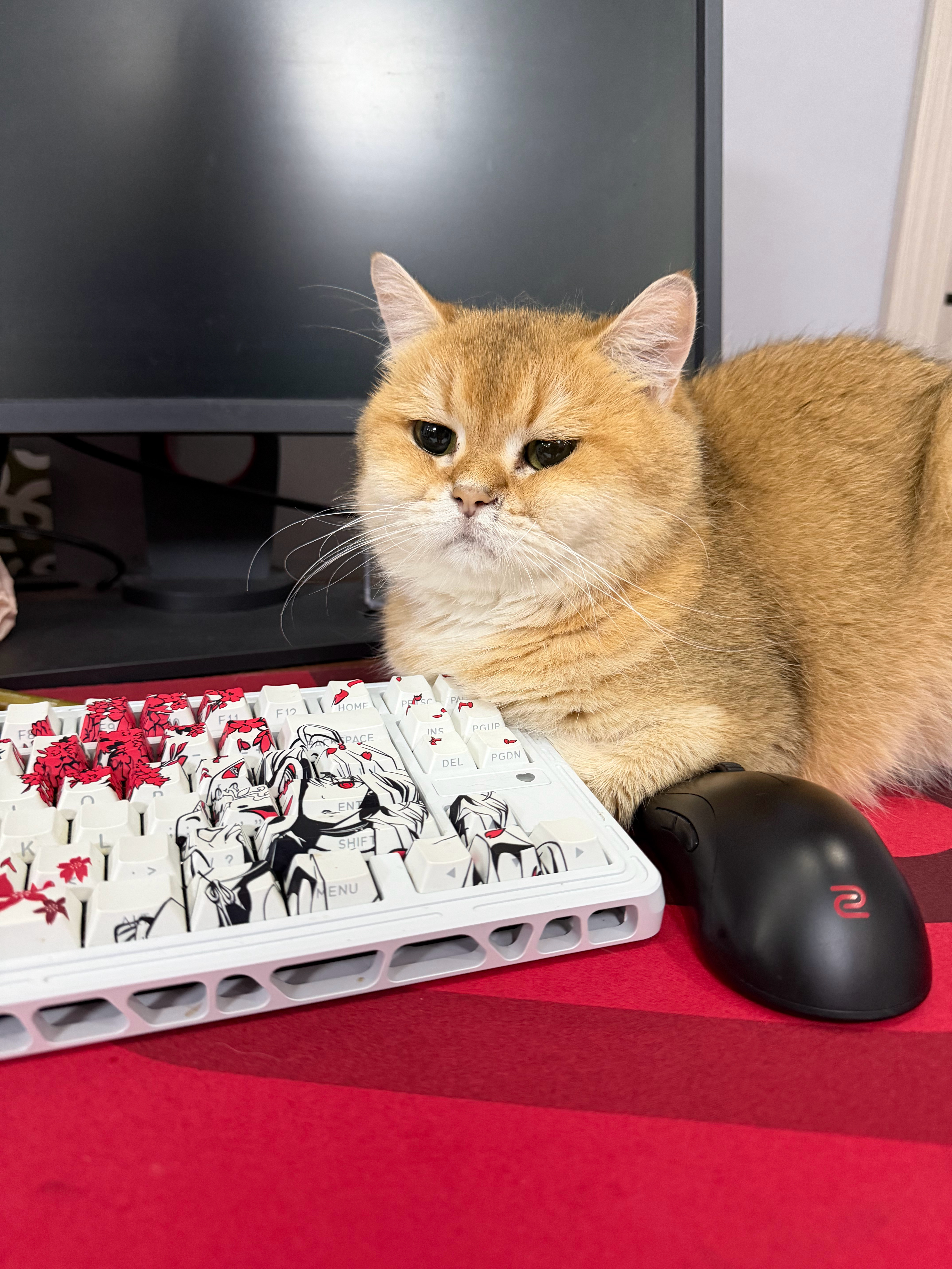 猫宁！这么早把咪叫醒干嘛？人你真是大大的坏！[怒][怒][怒] ​​​