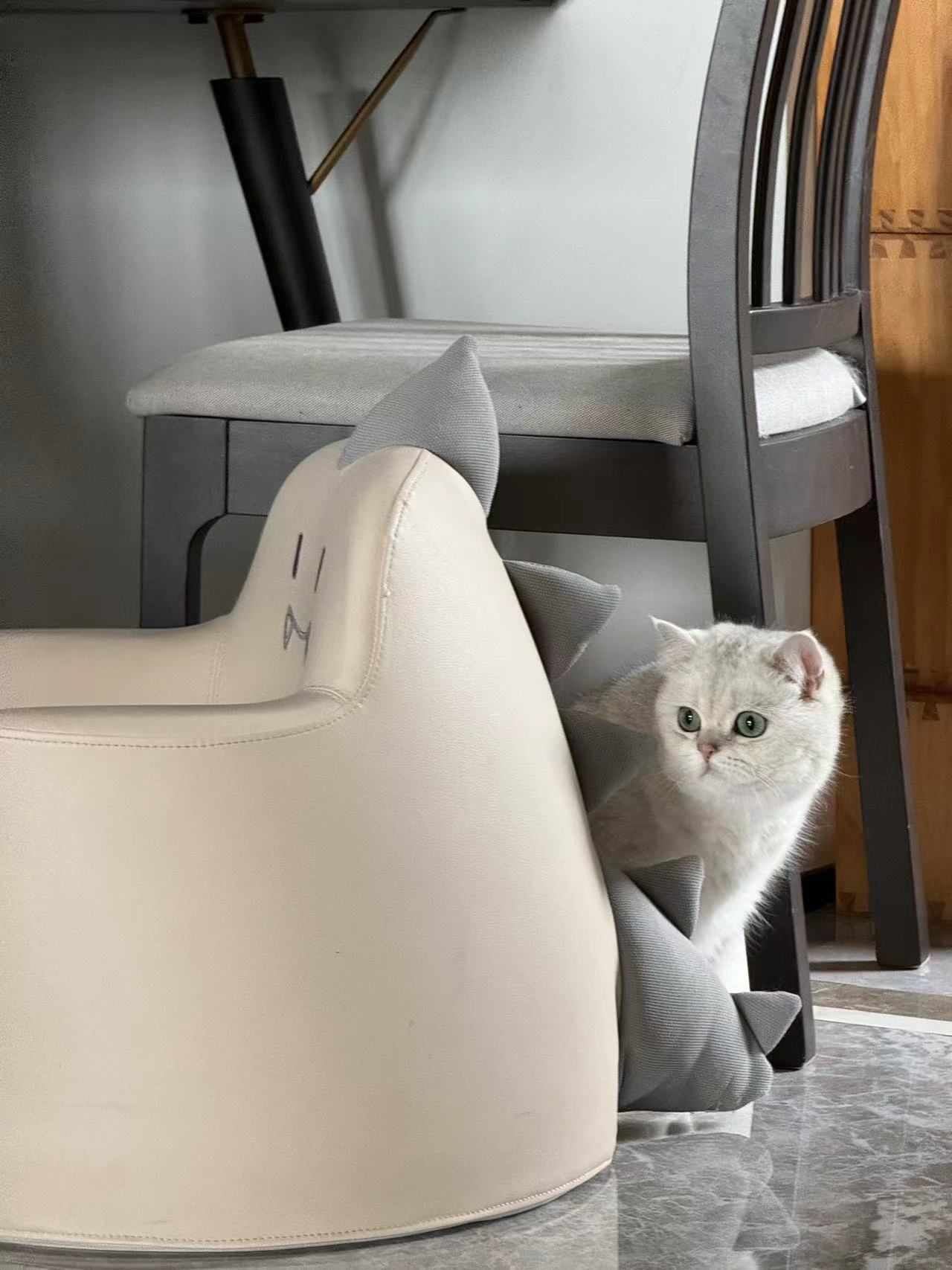 掉头专场真的帅！#英国短毛猫##银渐层##辣椒家新家回访# ​​​