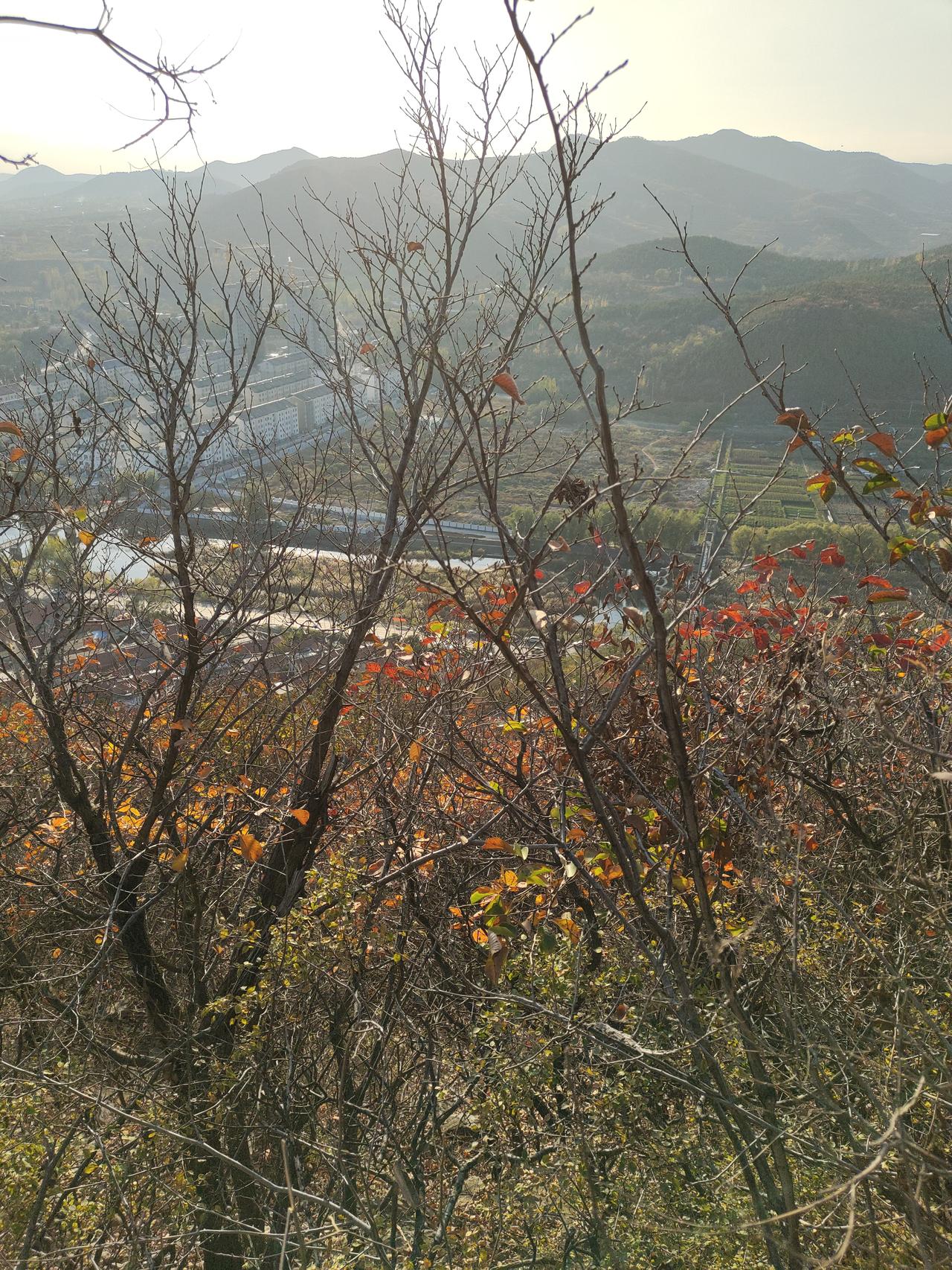 山上的风景真美，树叶都变色了。