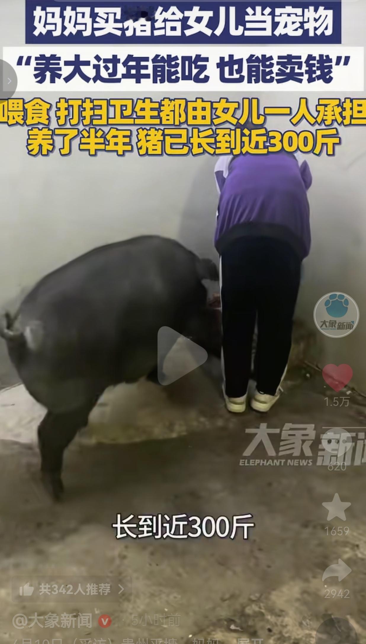 笑疯了！贵州一妈妈为了满足女儿养宠物的愿望，直接买了头小猪崽，半年养到近300斤