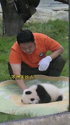 刷到这段熊猫被公主抱的视频，我来回看了好几遍，心都要被这软乎乎的小家伙萌化了。圆