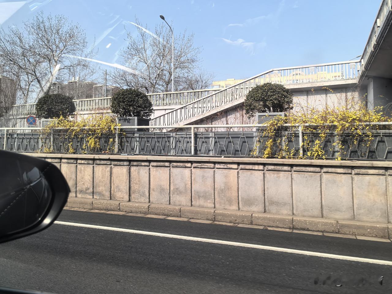 北京东二环路旁，迎春花次第开放。