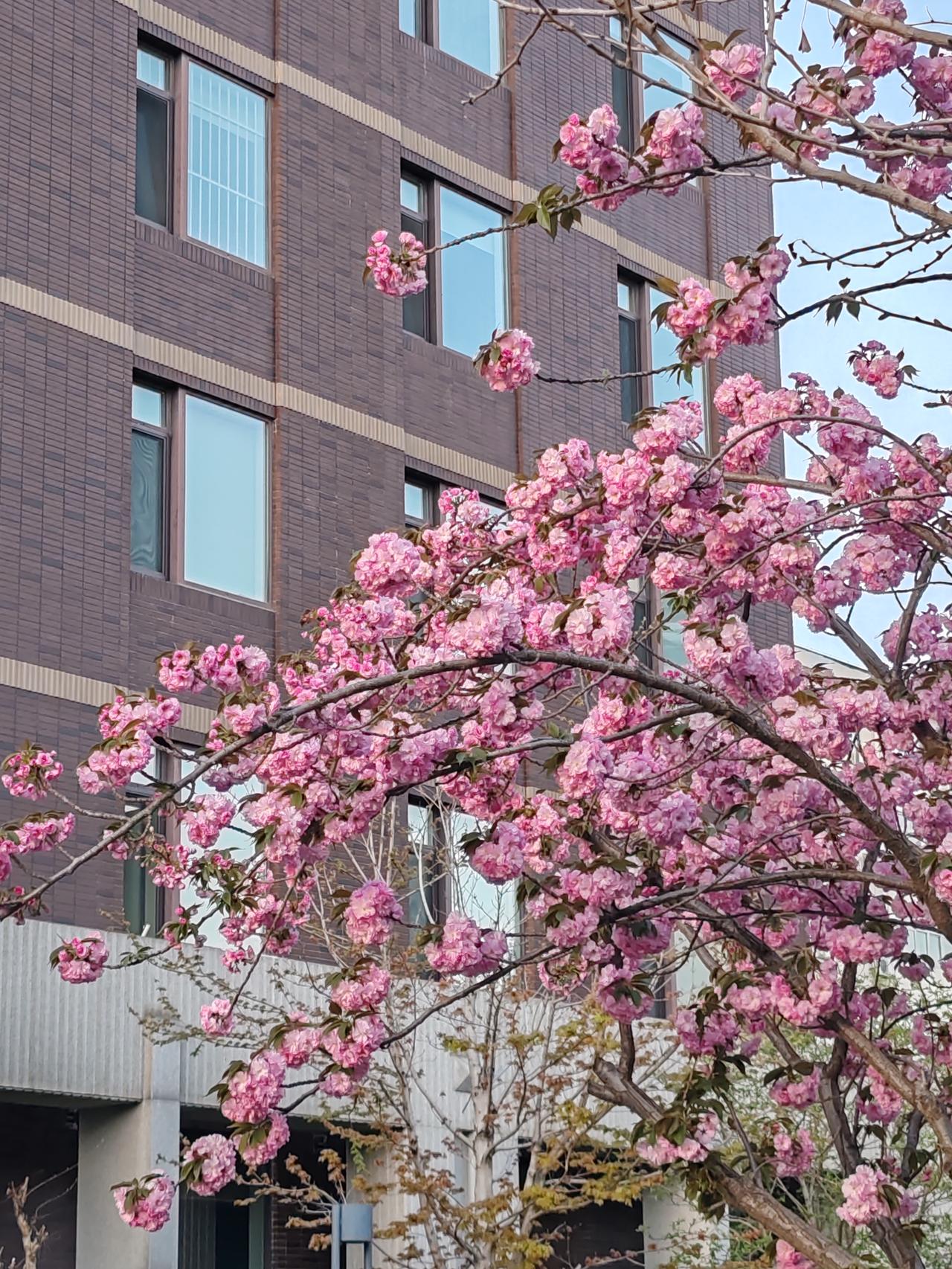新时代了，儿女都一样。出嫁的姑娘和守家的儿子一样有对父母的祭奠权。出嫁不影响亲情