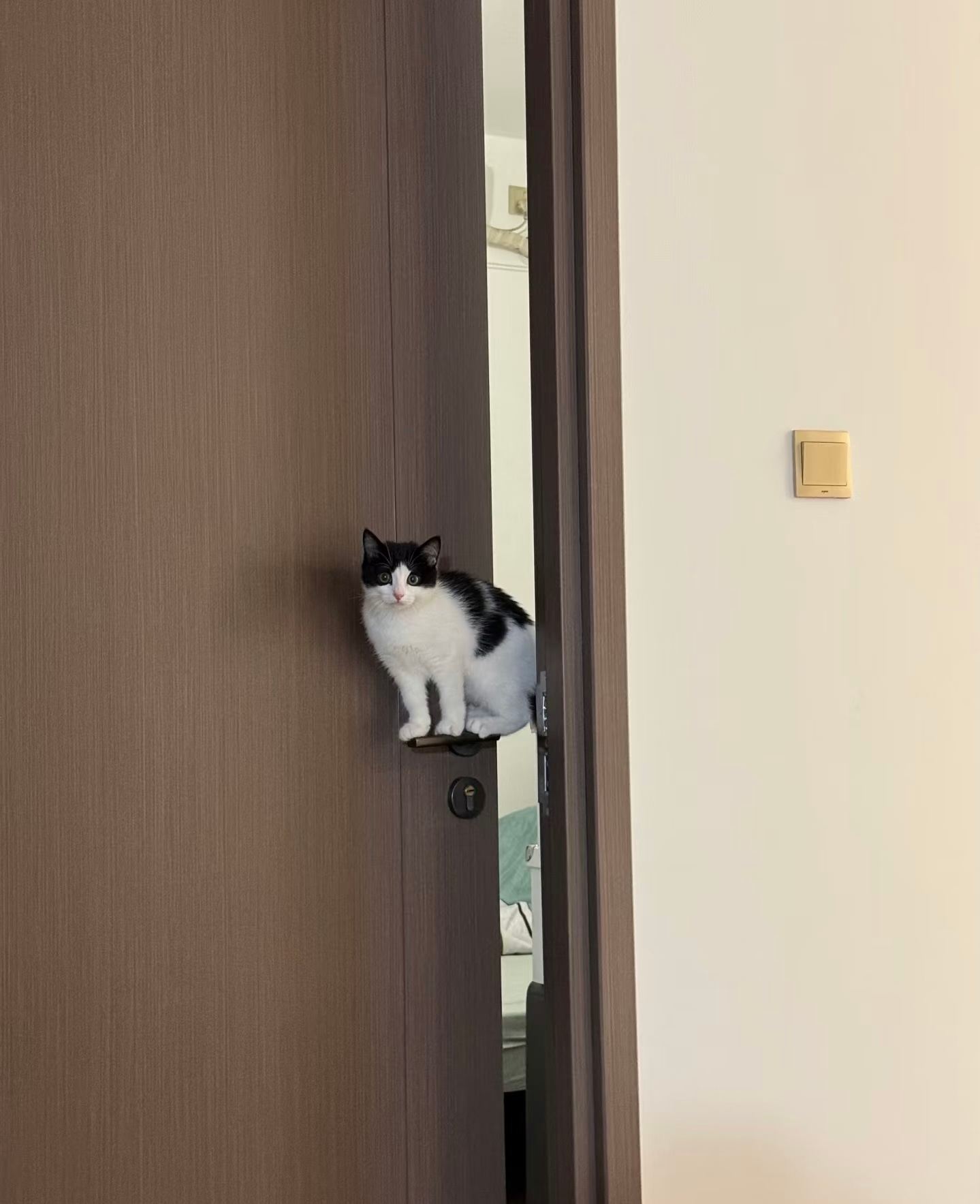 人！快看咪！闪亮登场！ ​​​