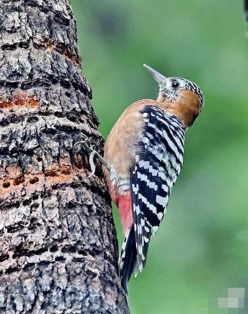 这两天遇到一个烦心事，各位家人能不能帮忙想想办法。最近我家外墙的墙角处每到黎明时