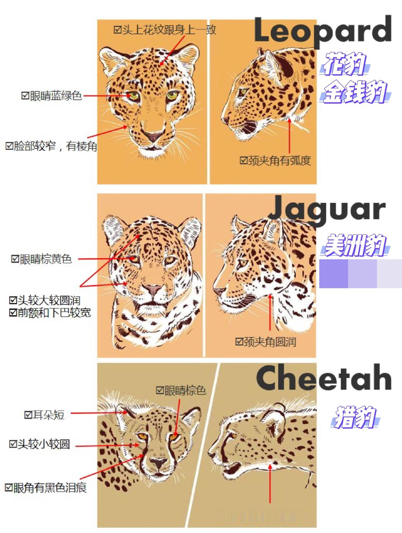 品种不一样哈，猎豹是猫亚科的，据说在有的国家可以摸摸毛，另外两个则是人没了[允悲