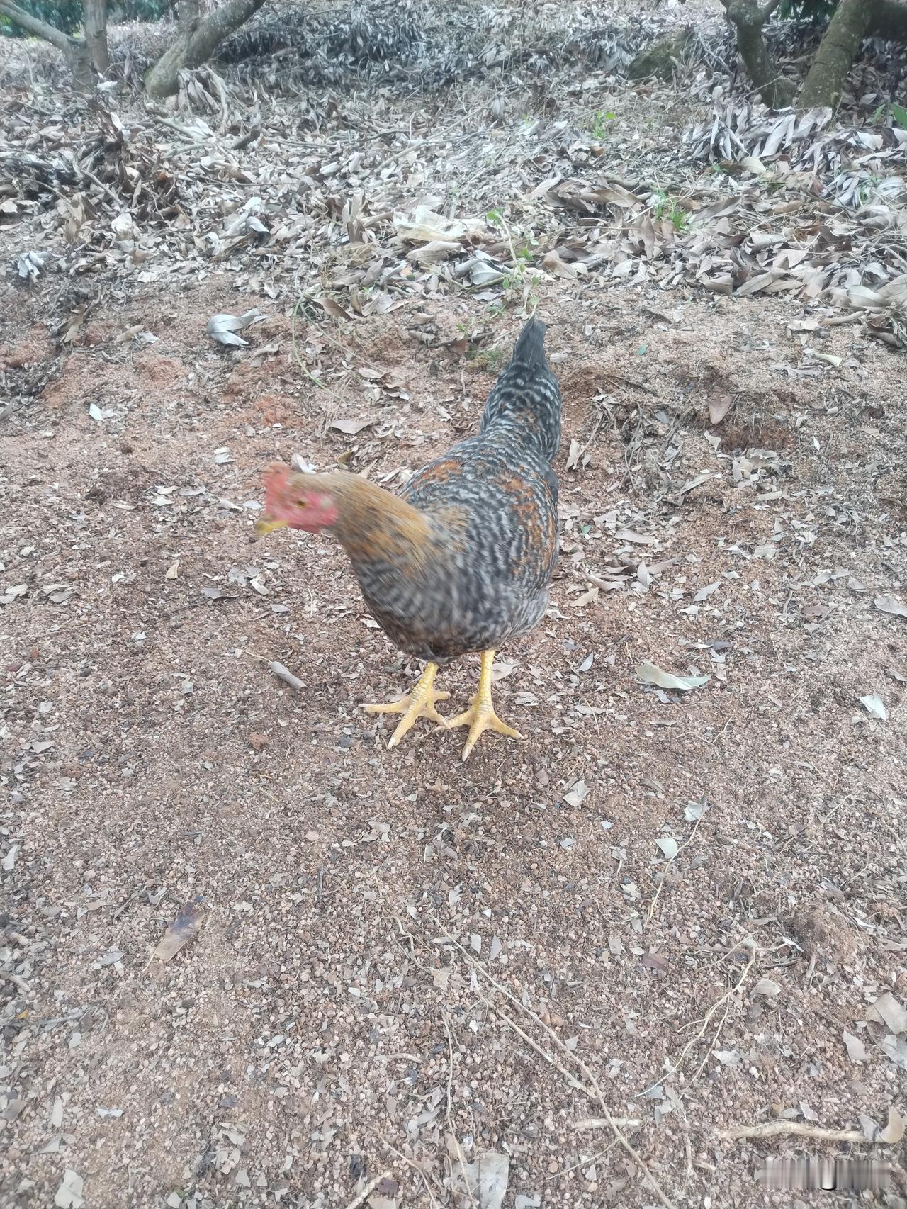 乡野间的神秘逻辑

乡下，藏着许多科学难以触及的角落，那些看似荒诞的举动，实则蕴