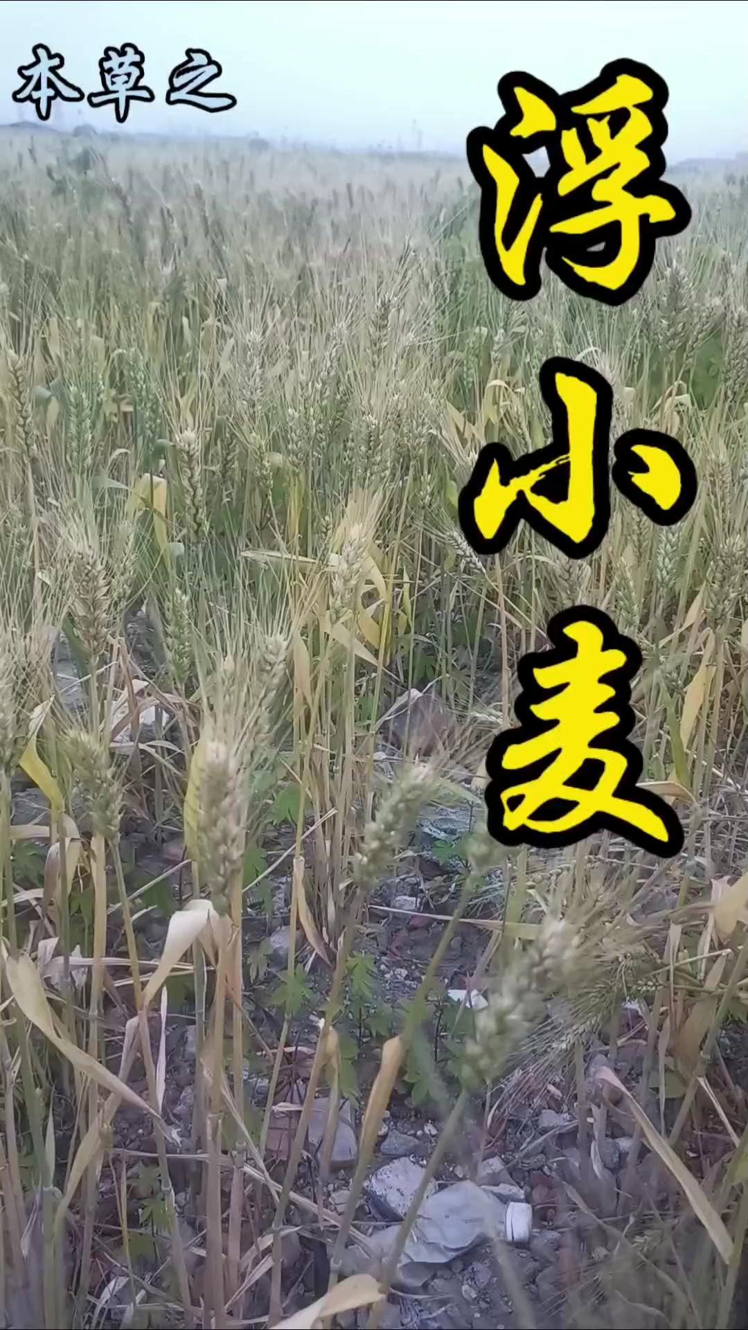 🌾原来浮小麦是这样来的！🍃小麦丰收总追求颗粒饱满，中医却独爱轻浮干瘪的果实—
