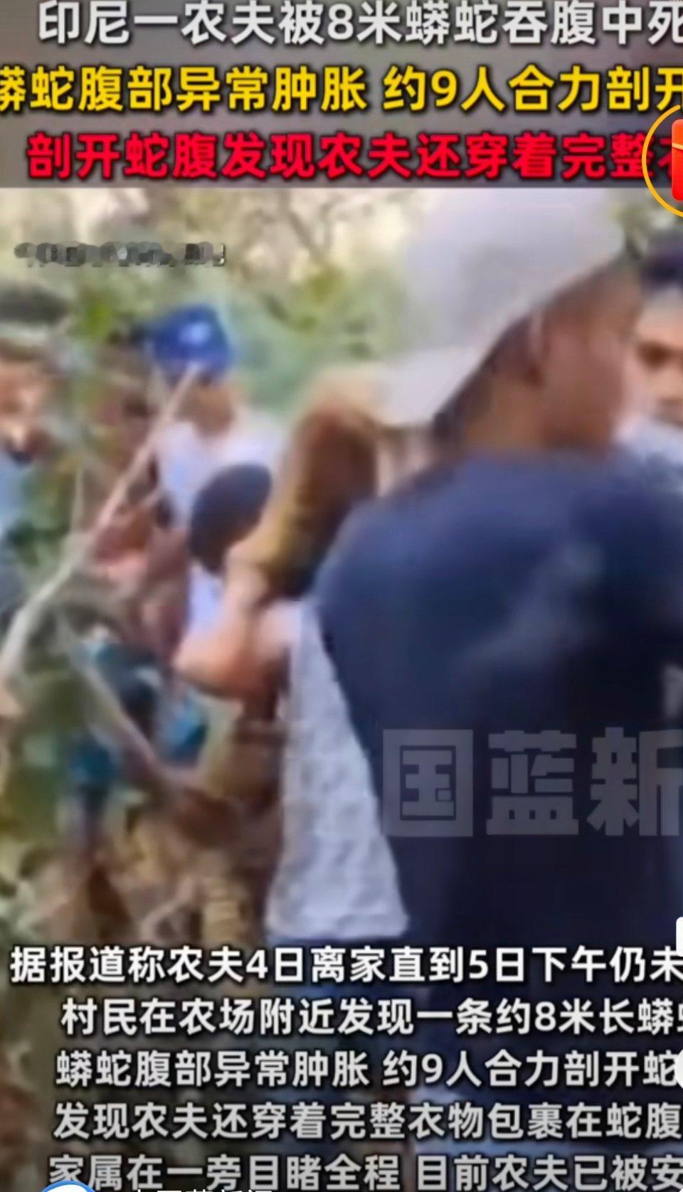 印尼一农夫被8米蟒蛇吞腹中死亡天哪，我见都没见过，太可怕了，当地人一定要注意安全