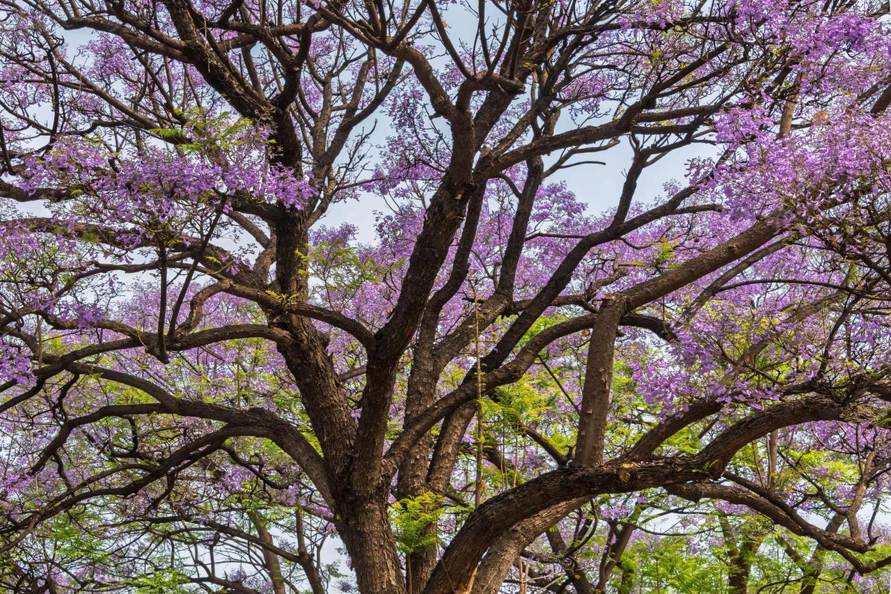 昆明教场中路蓝花楹。昆明教场中路蓝花楹旅行摄影的诗意瞬间 拍花成画 风景都在路上