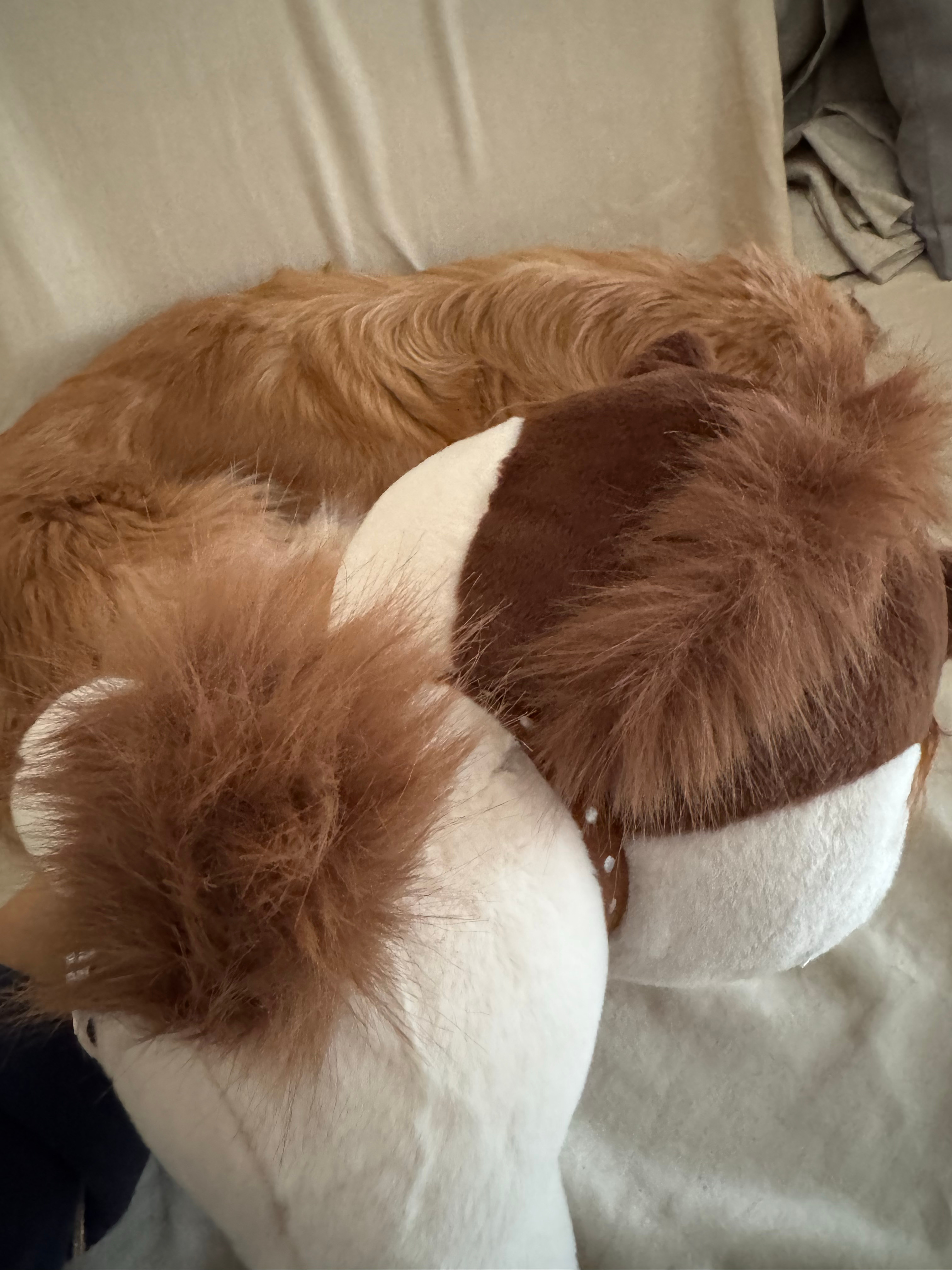 收到了微博寄来的马年公仔，毛茸茸的手感很厚实，以后碰到需要摸点东西解压的时候，要