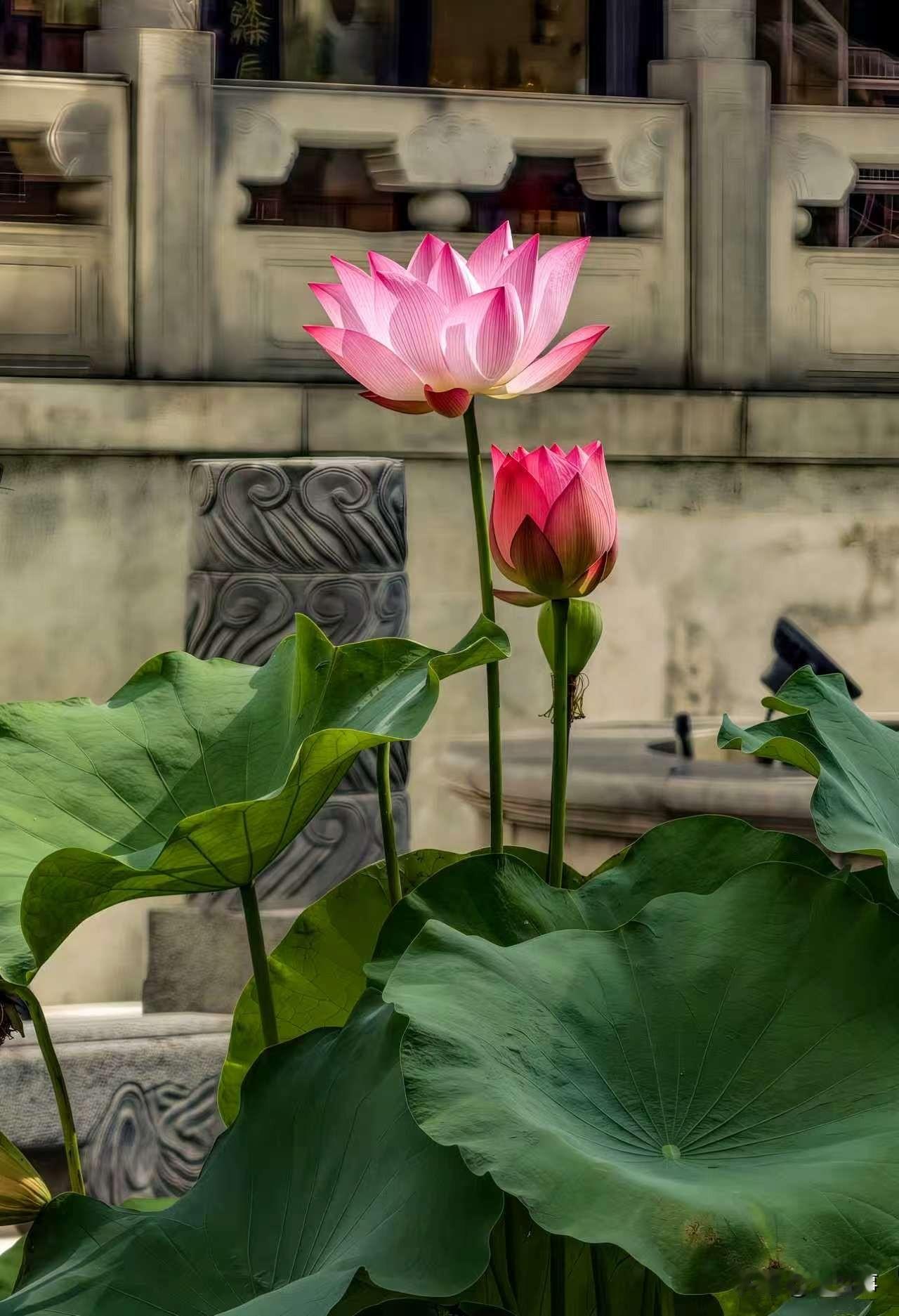 分享你随手拍的花盛夏菏花别样红