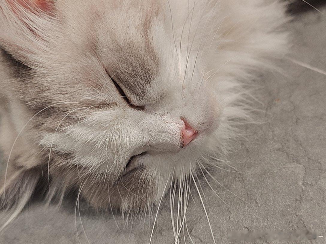 整天睡大觉猫 