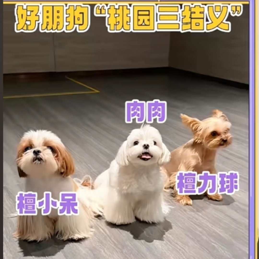 笑死我了看了好几眼才确定左右不是p上去的 ​​​