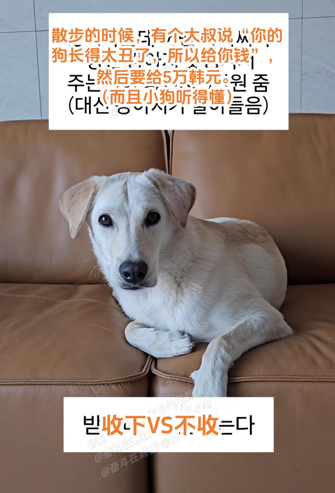 散步的时候，有个大叔说“你的狗长得太丑了，所以给你钱”，然后要给5万韩元。问题是