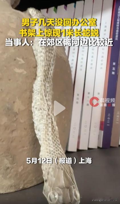 上海一名男子多日未返回办公室，再次回到工位时，竟在书架上发现一条长达 1 米的蛇