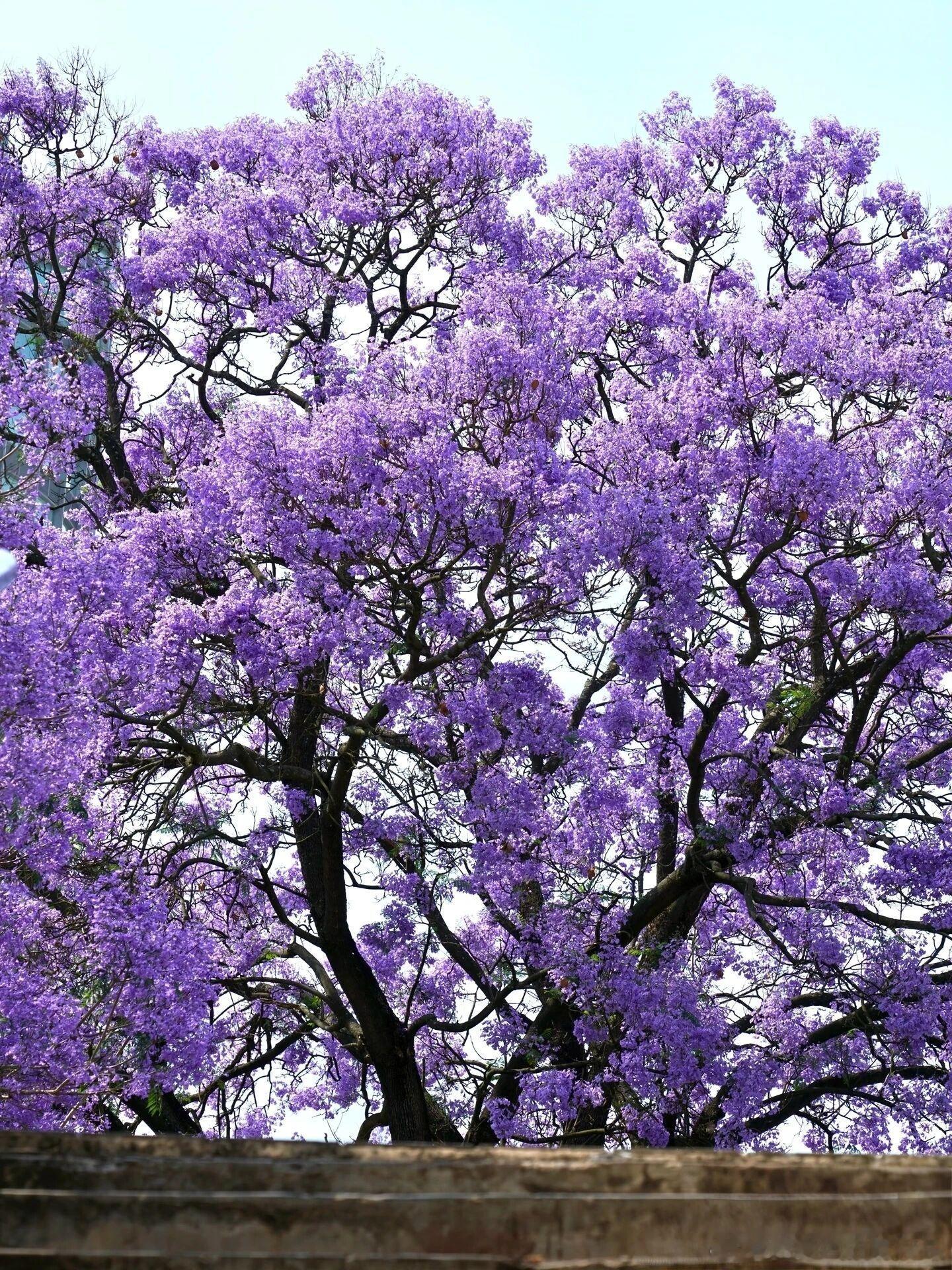 比起昆明人挤人的蓝花楹，玉溪这处才是春日私藏。红塔集团总部停车场，老树高大繁盛，