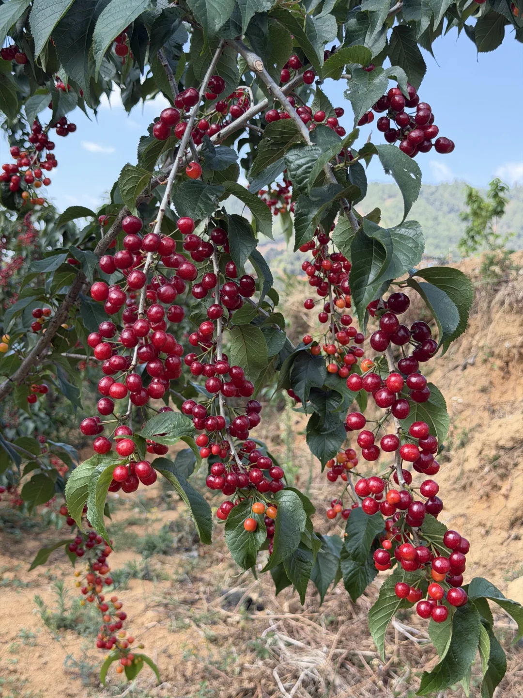 真的事小时候的味道，一年只能吃到10天。
