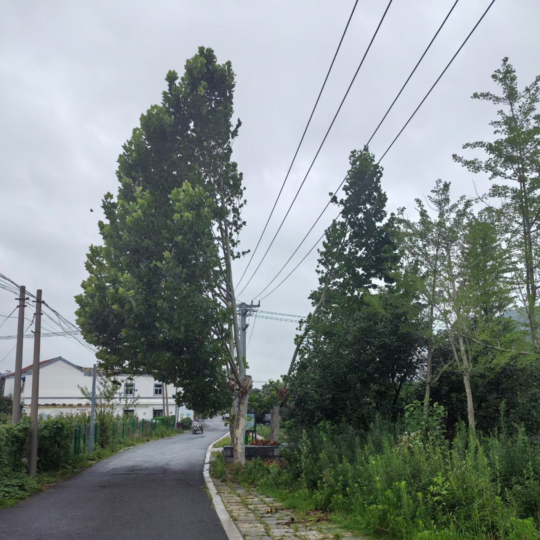 人是环境的产物，所思所想皆受环境影响。包括花草树木也一样，它们如何生长，也受环境