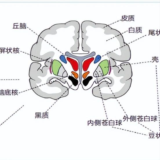 脑出血也分“三六九等”：这两种出血，一种要命一种致残
 
 
对于脑出血，很多人