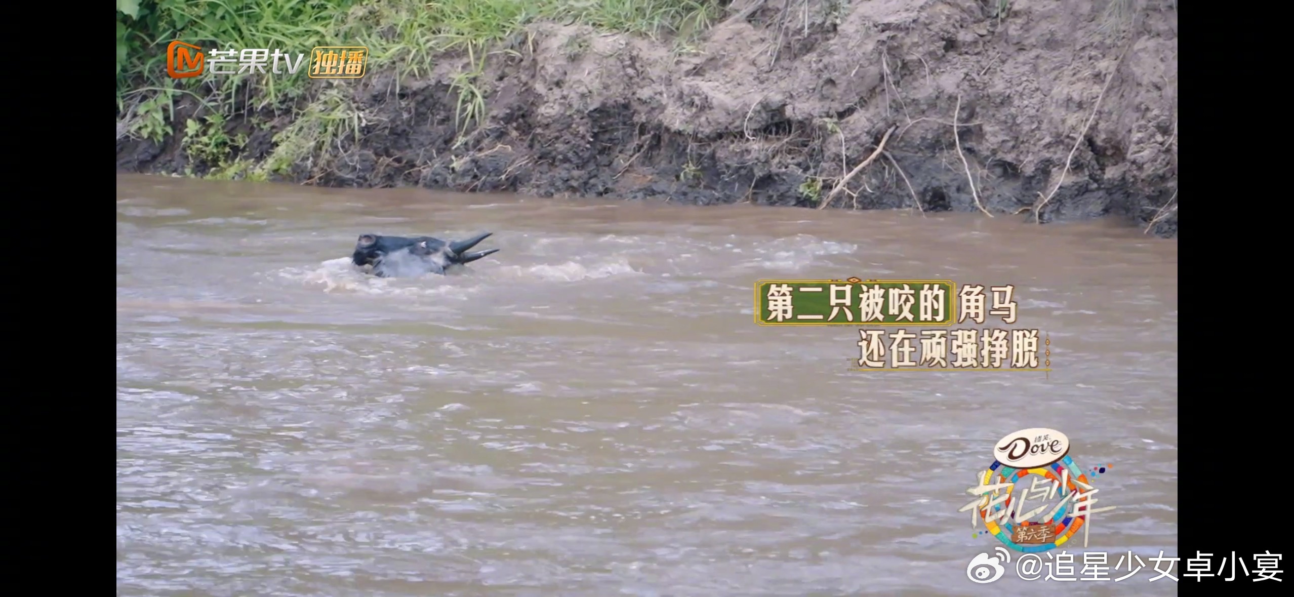 宋茜追动物主打一个爱憎分明  哈哈哈哈哈哈茜姐简直演我脱粉回踩状态！因为看了渡河
