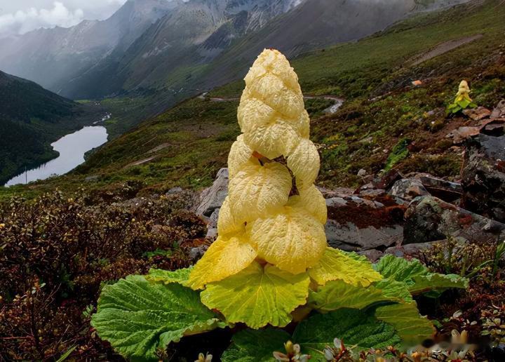 西藏的“白菜”怎么长得又大又高？一位当地老牧民告诉我，大多数人不知道，这可不是白