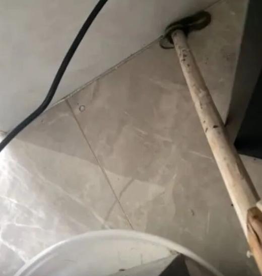 广州一男子出门穿鞋，突然感觉鞋子里有动静，他以为是袜子，结果凑近一看，竟然在里面