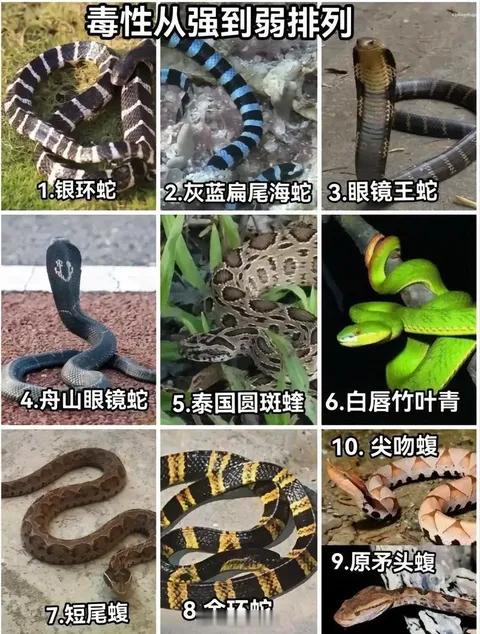 国内十大毒蛇，野外遇到赶紧躲避！博主啊宝讲毒蛇1天涨粉190万 ​​​