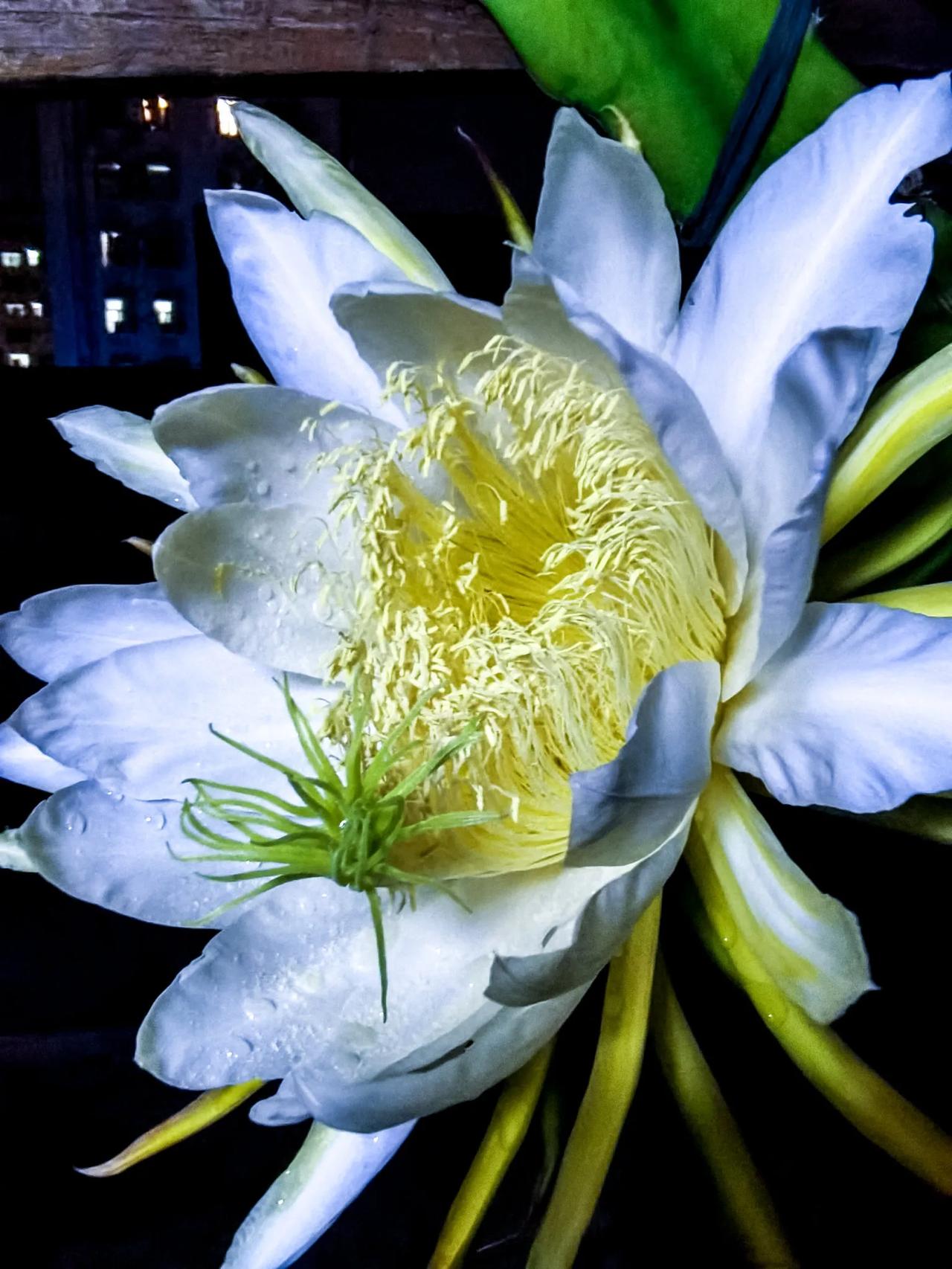 最近刷到一段话，说得挺有哲理的：

"昙花一现，却等待了整个白昼；蝉鸣一夏，却等