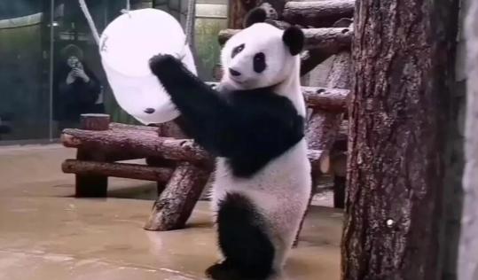 中国赠送给俄罗斯的熊猫宝宝出生了，名字叫“喀秋莎”。

全世界都在打仗，莫斯科动