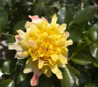 傻傻分不清是月季还是菊花月季cos完烟花又cos菊花 区分“烟花波浪”的诀窍从来