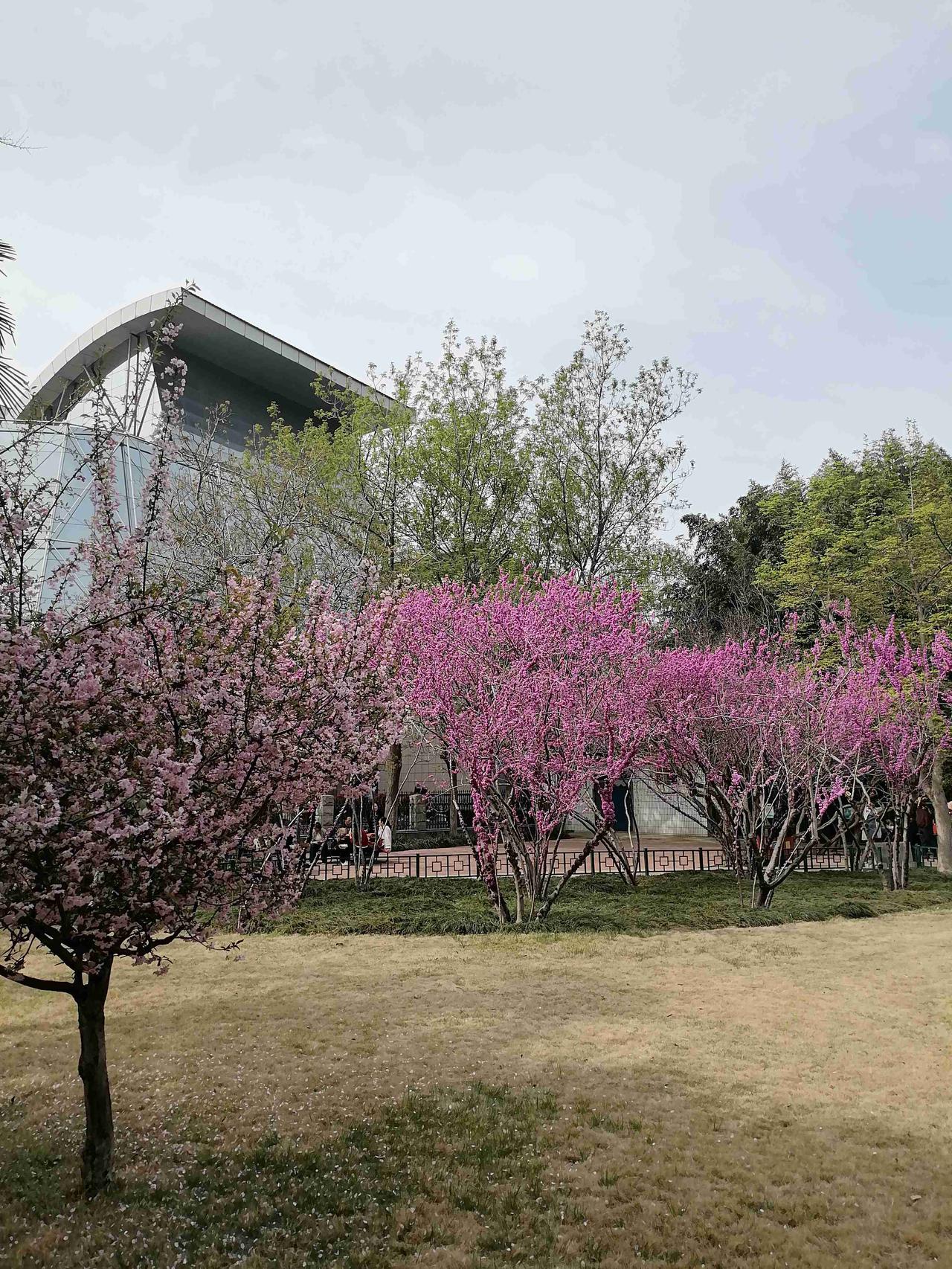 家门口的百花齐放！红的是火，紫的像霞，一派欣欣向荣的春天景象！我的今日状态：😁