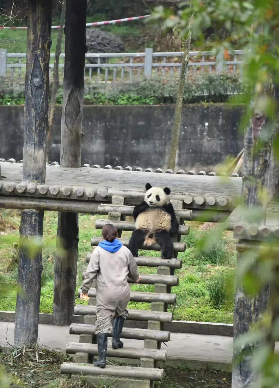 乔良：奶妈，此路是我开，此树是我栽！要想从这过，要交过路费！一根笋笋过一次！[可