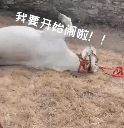 丁真 丁真珍珠的小马不止有珍珠，粉丝都能领养啦我已参与春晚大赏「午」福临门 马力