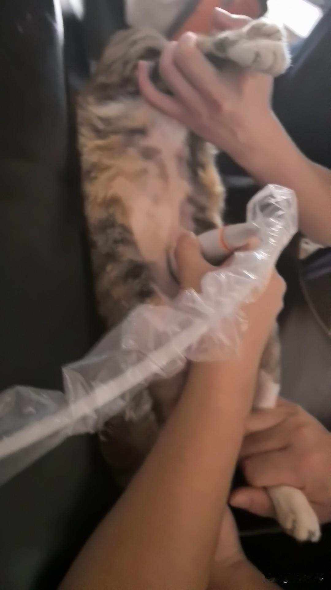这破猫今天被收拾老实了，
抱到宠物医院三个男人蹂躏她，一个按头，一个按脚，一个剃