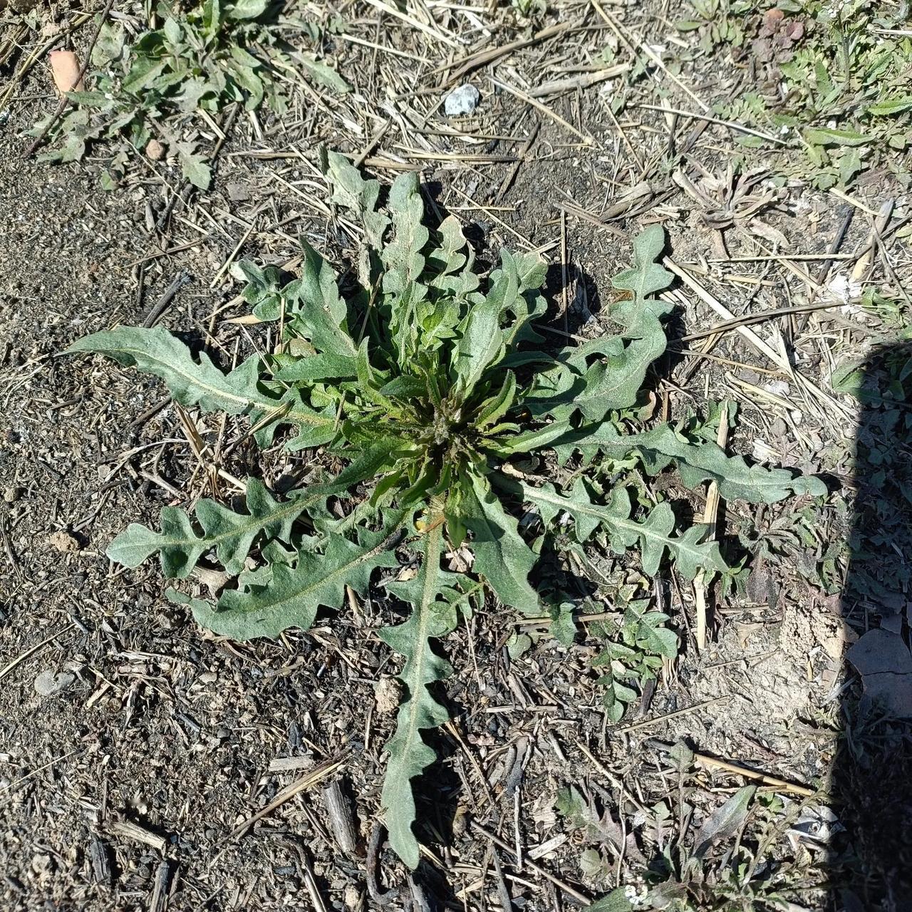 荠菜是一种含钙量很高的野菜，在农村满山遍野都是，既不需要花钱，还环保无农药，既健