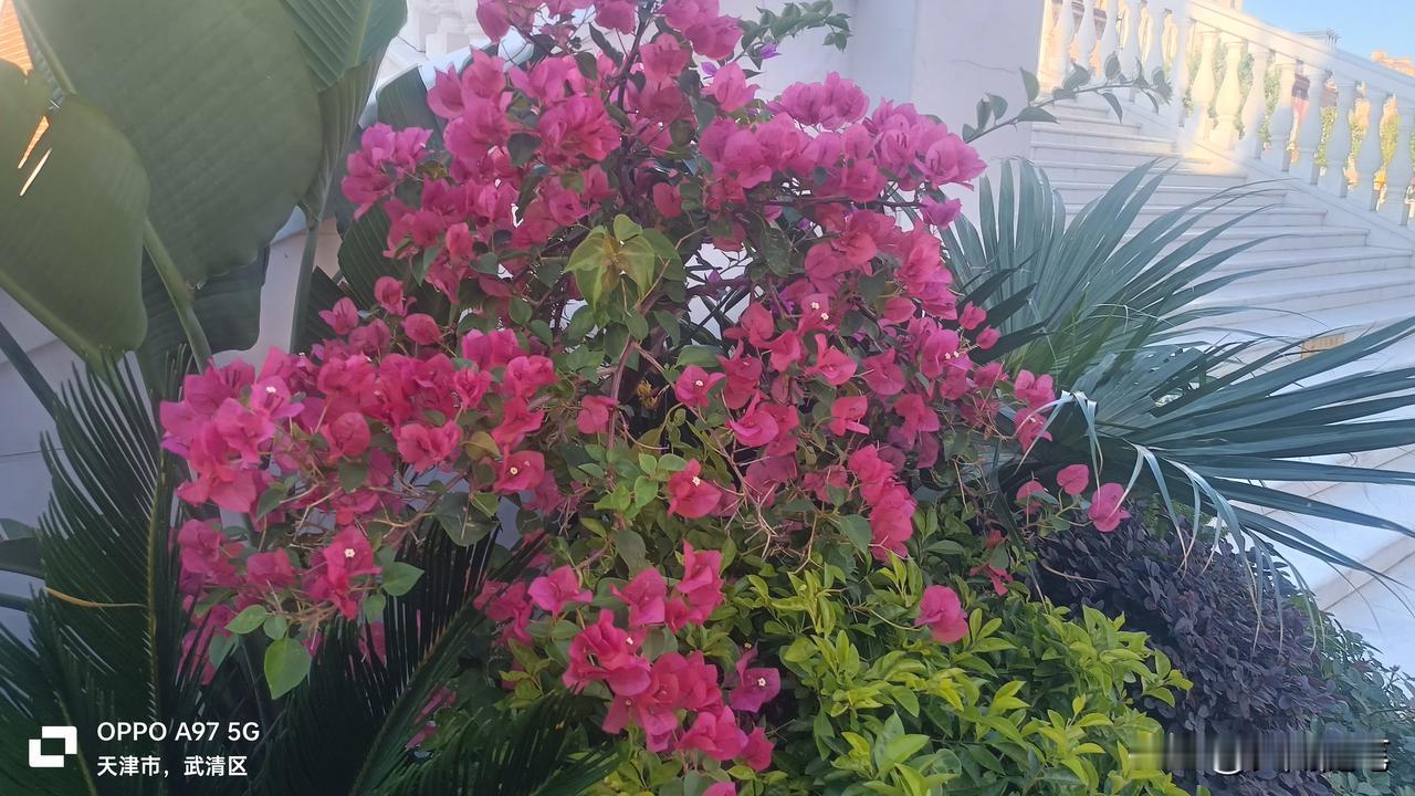 鲜花翠绿红花艳丽。