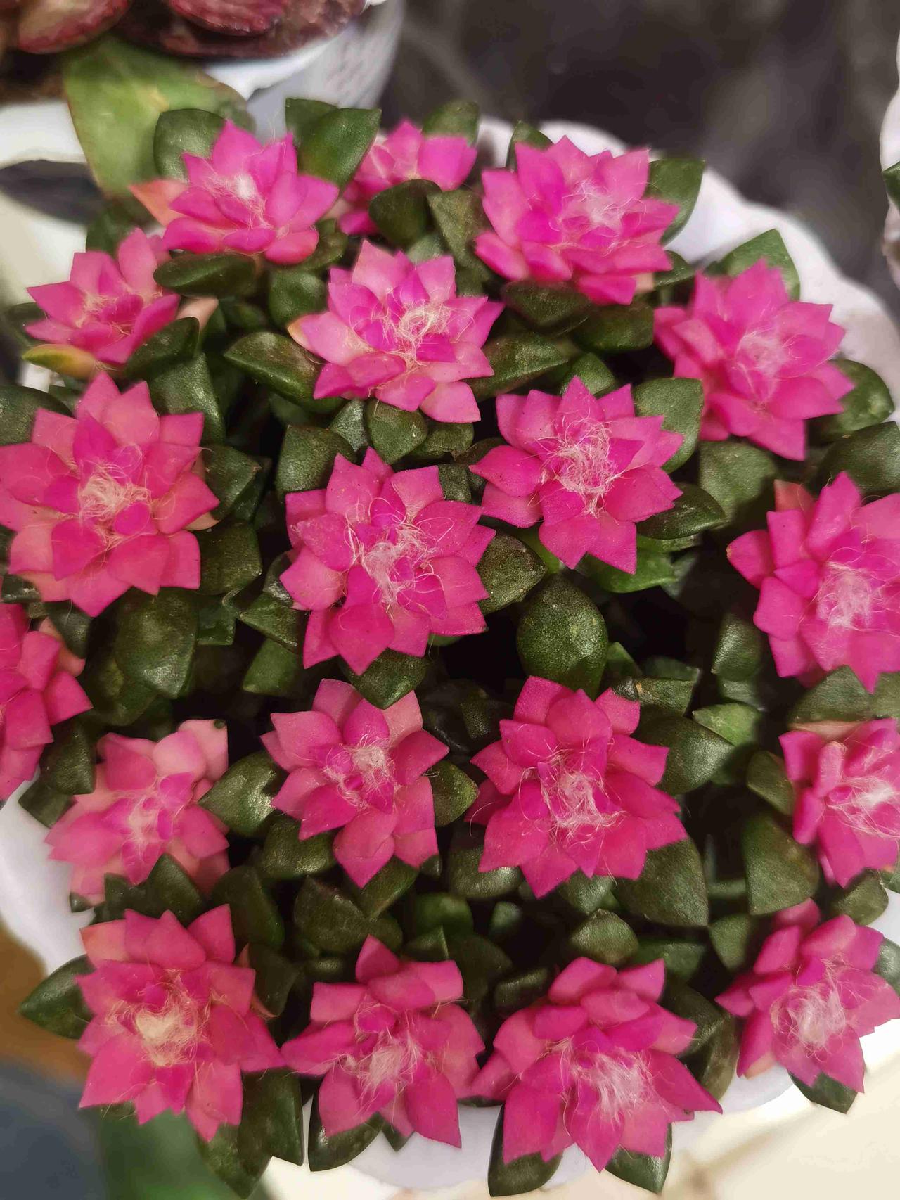 我的今日状态：🤧小感冒
我这里的天气：☁️阴天
昨天半夜感觉嗓子疼，起来泡了一