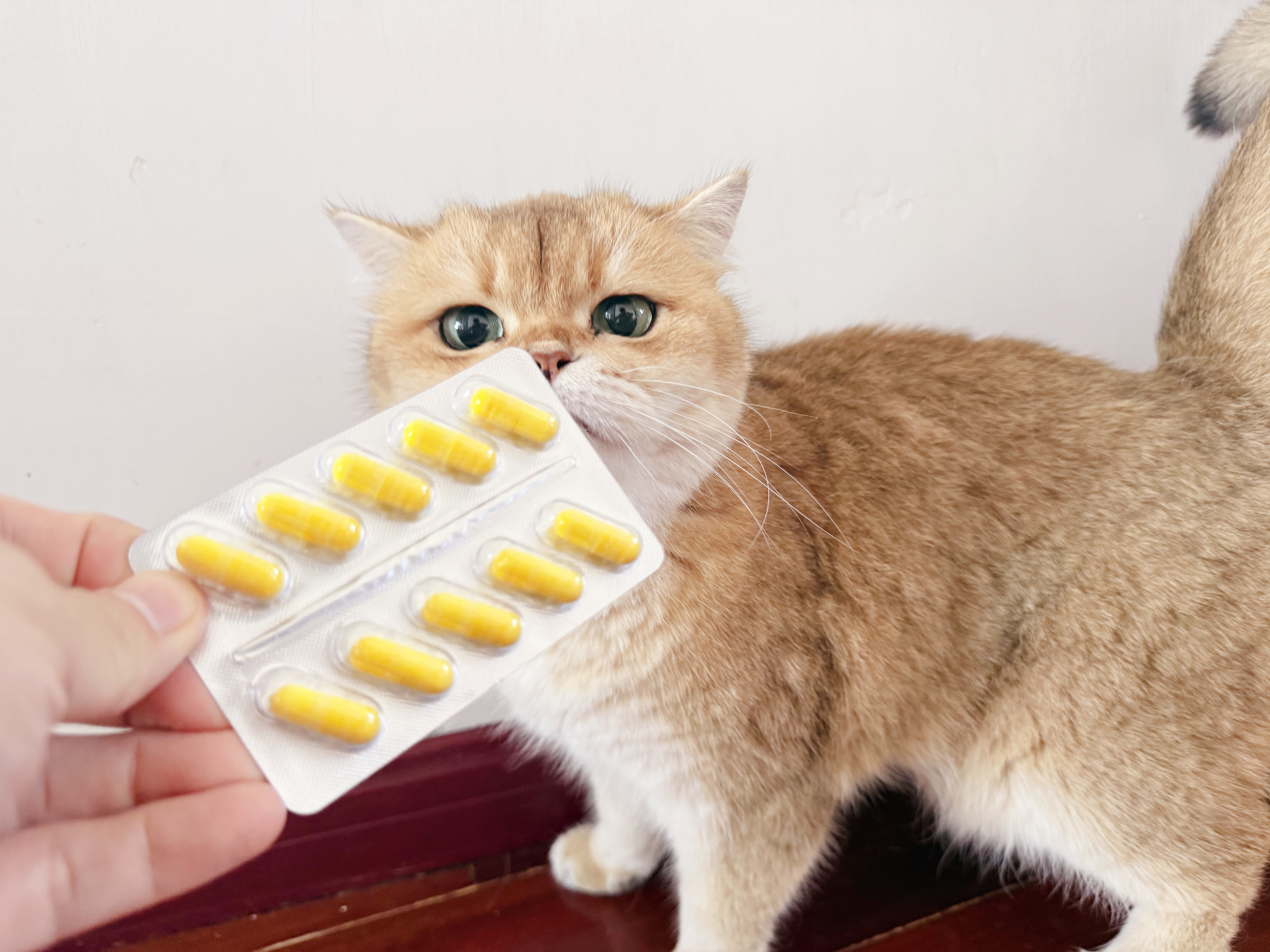 家里养了 8 只猫，多猫家庭很容易互相交叉刺激，一到换季猫咪状态就起伏不稳。一直