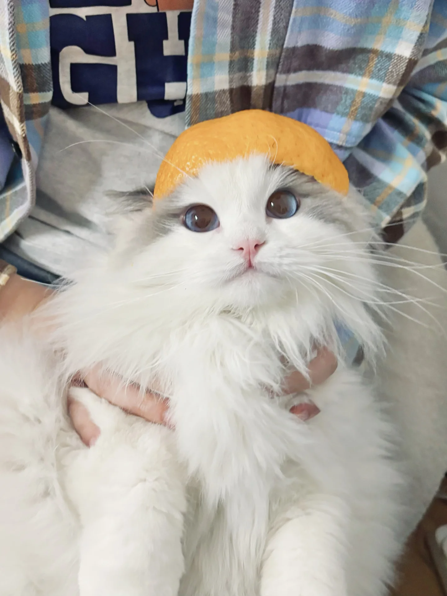 今天是橘子🍊味的修🐱！