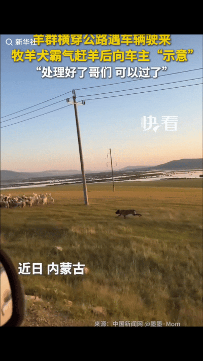 内蒙古这只牧羊犬火了！
网友驾车遇一群羊正横穿马路，只能停车等待，不料，一只牧羊