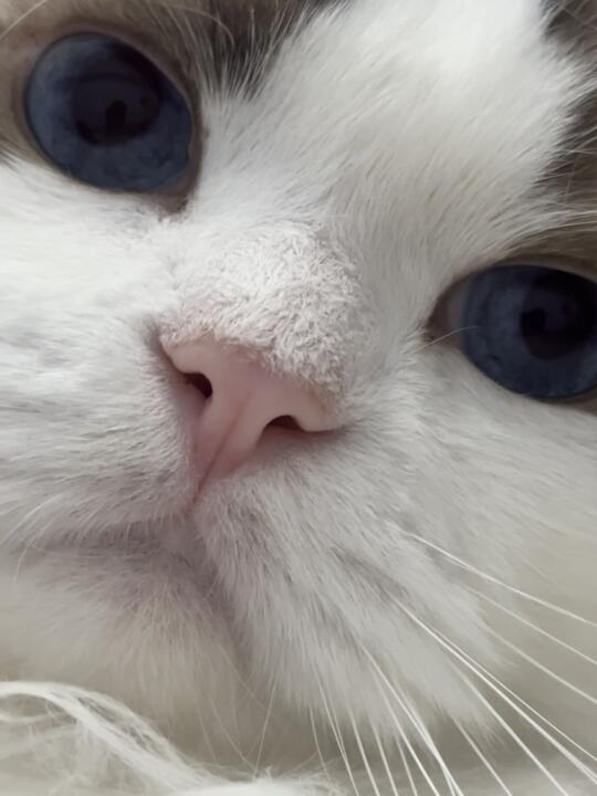 请接收小猫的自拍🤳！