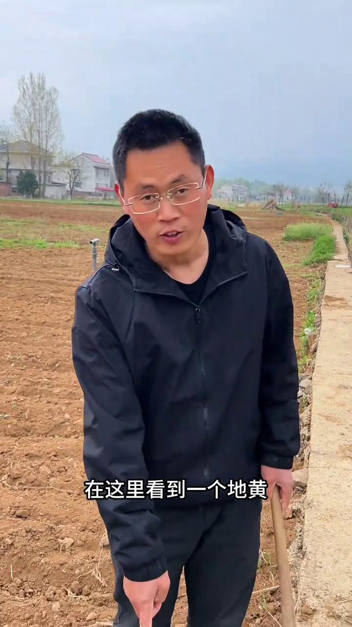 在这里看到一个地黄，把它带回去。这个现在开花了，把这个拿回去种在院子里边。这个下