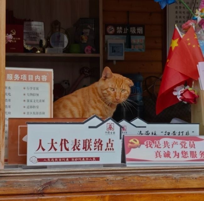 人民的咪 ​​​