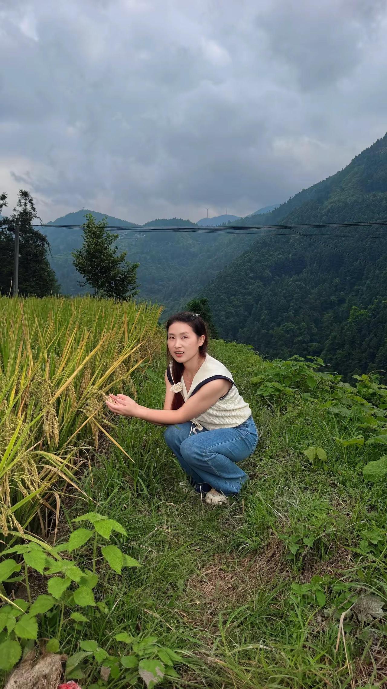 小时候不曾想过  原来金灿灿的稻田 会成为眼中美丽的风景 我念念不忘的稻田 是回