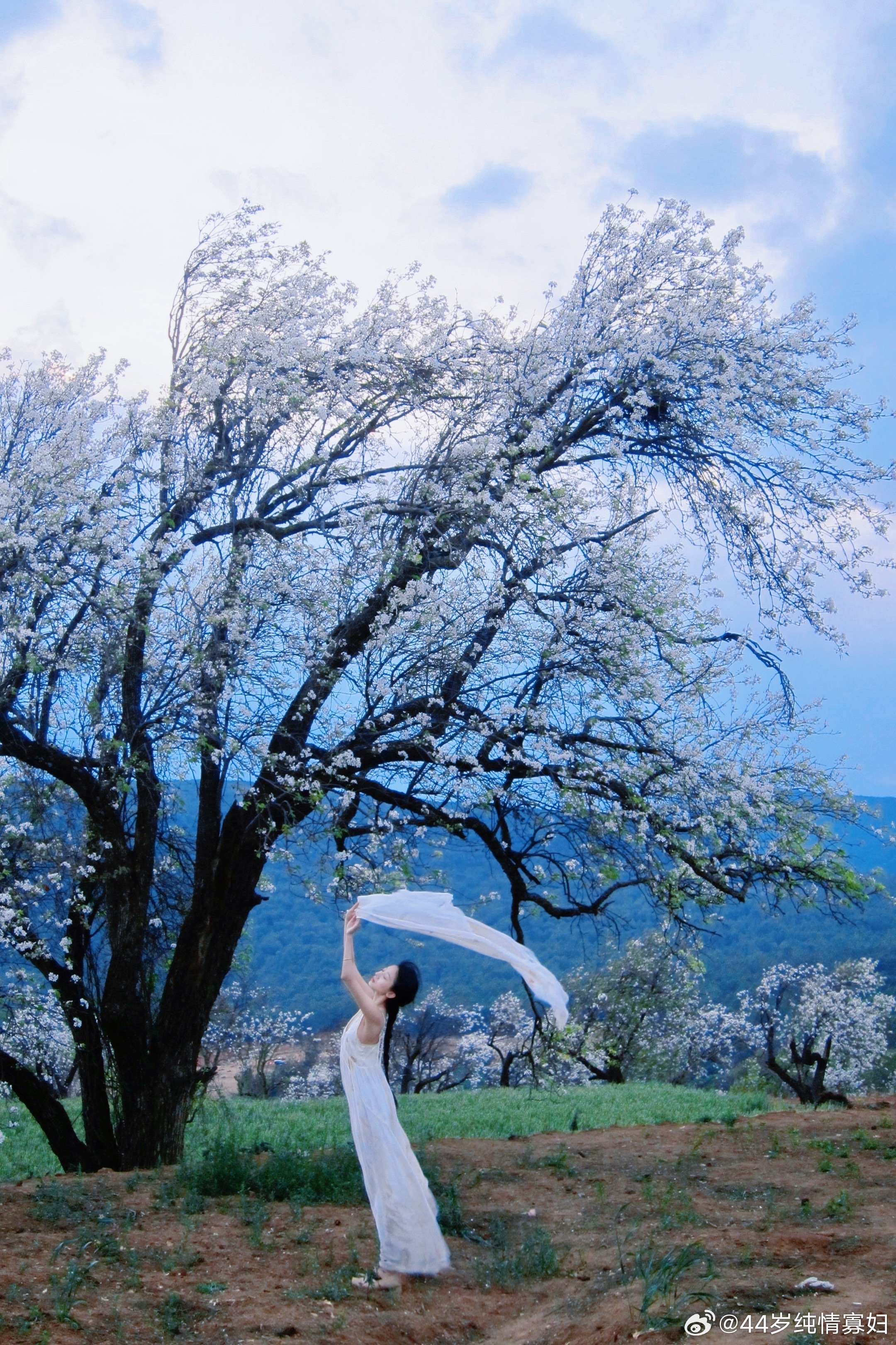 千树万树梨花开 